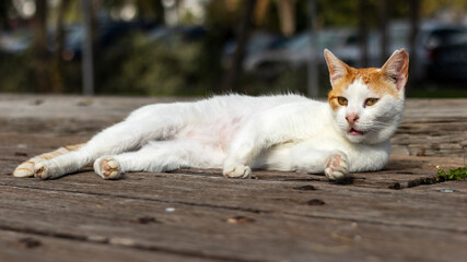 Close-up portrait of a stray cat.