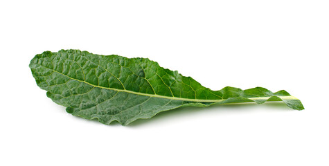 Obraz premium green cos lettuce plant isolated on white background