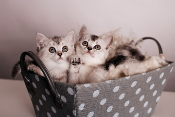 a group of cute gray kittens are sitting in a gray box with polka dots on a light background.