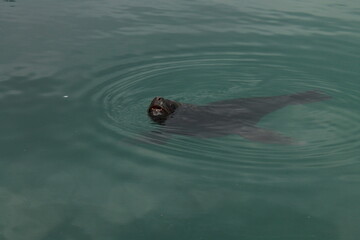 Fototapeta premium Lobo marino riendo 