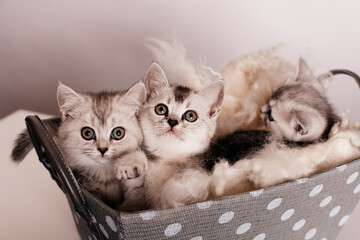 a group of cute gray kittens are sitting in a gray box with polka dots on a light background.
