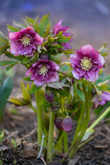 Flowers of hellebores Double Ellen Red. Evergreen perennial hellebore bloom in late winter to early spring.