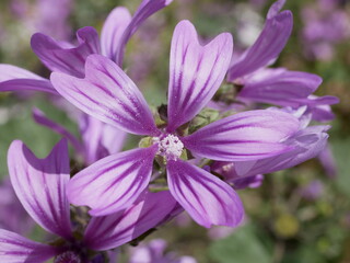 Large purple common mallow flowers bloom naturally on a sunny spring day. A fragrant weed plant decorates a flower bed in a city park