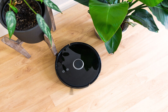 Vacuum cleaner robot is cleaning the floor between two green plants