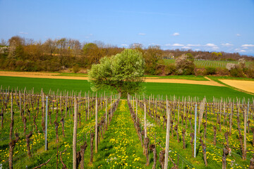 Obraz premium Reben_9584