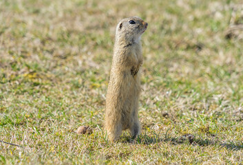 Naklejka na ściany i meble Ground squirrel (Spermophilus pygmaeus) standing in the grass. Spermophilus citellus, aka European souslik.