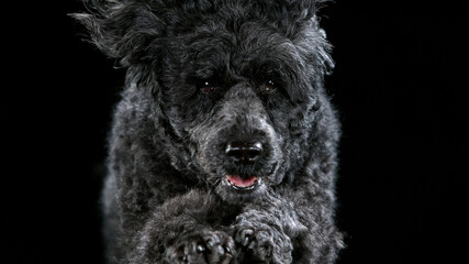 Black standard poodle jumps towards the camera