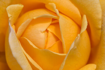 close up of yellow rose flower