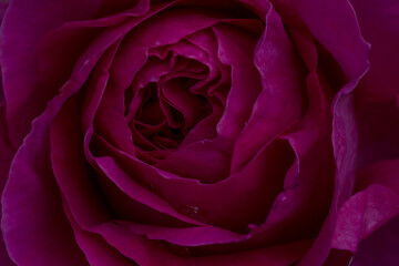 close up of purple rose flower