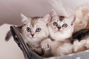 a group of cute gray kittens are sitting in a gray box with polka dots on a light background.