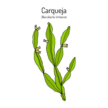 Carqueja, Baccharis trimera, medicinal plant