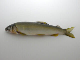 Naklejka premium 鮎