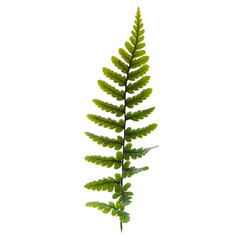 Fototapeta na wymiar fern leaf isolated on white