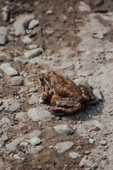 Gray frog sitting on another frog on the ground 