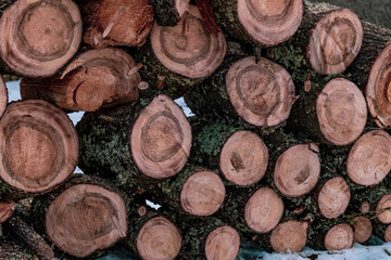 Fototapeta premium Sawn logs are stacked in a large pile.