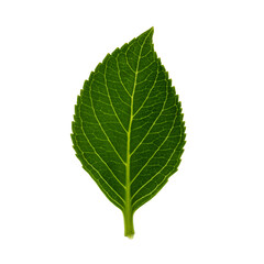 Naklejka na ściany i meble green leaf isolated