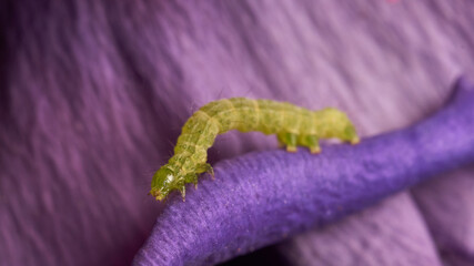 Green caterpillar on purple petal