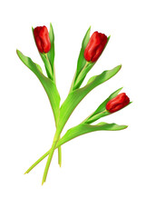 Beautiful red tulip isolated on a white background. Nature concept. Photo of a flower for design