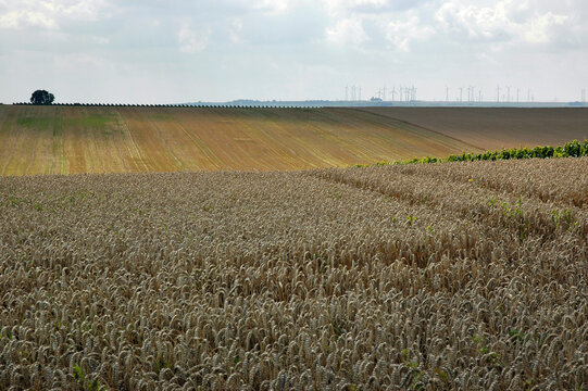 Typische Rheinhessen-Landschaft aus Getreidefeldern, Weinbergen
