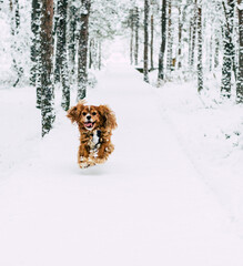 dog running in winter forest
