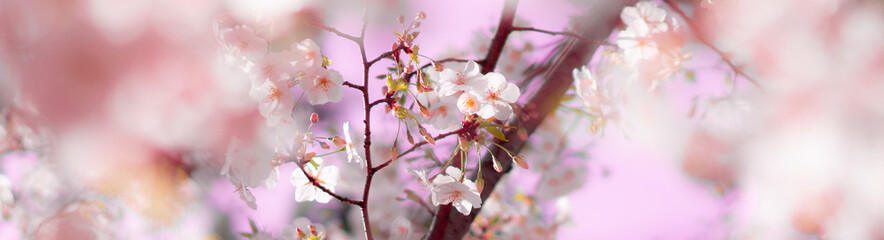 春に咲くピンクの桜の花