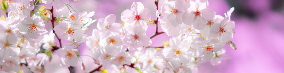 春に咲くピンクの桜の花