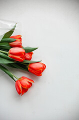 red tulips  for girls on a white background