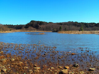 春の朝の池のある21世紀の森と広場風景