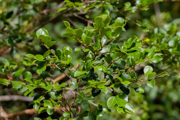 Bariloche, Patagonia