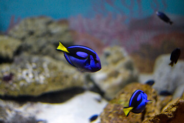 Fototapeta na wymiar Blue fishes