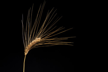 Wheat ear on black background, close up