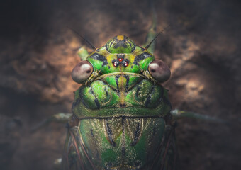 Closeup of a Cicada