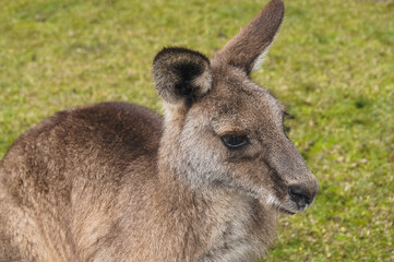 wild kangaroo in the mountain, Morisset