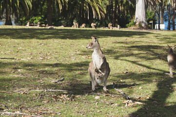 wild kangaroo in the mountain, Morisset © Carlos