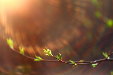 spring branches young leaves, abstract background seasonal march april, buds on branches nature