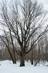 A large tree without leaves in a snowy forest. Close-up tree.