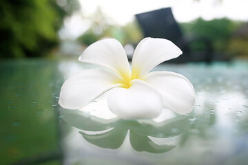 magnolia flower, beautiful natural flower spring nature view