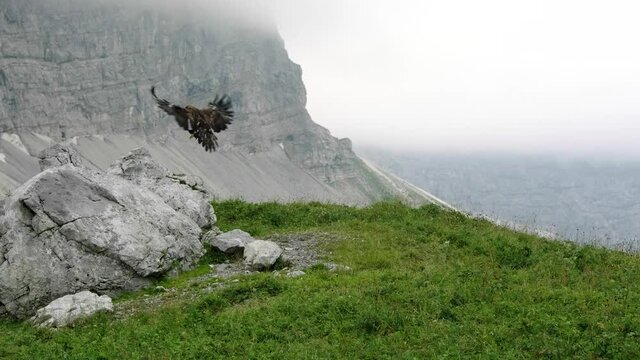 Slow-motion shot of a golden eagle landing on a rock in the Austrian alps.