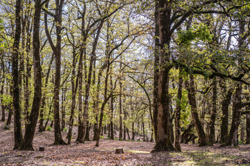 Ain Draham forest - Tunisia