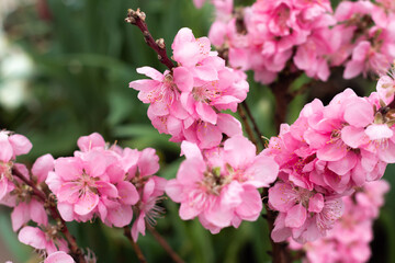 Blooming nectarine tree in spring garden
