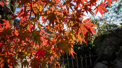 紅葉