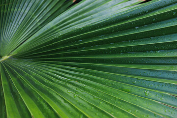 Bright palm leaf with rain drops on it. After rain.