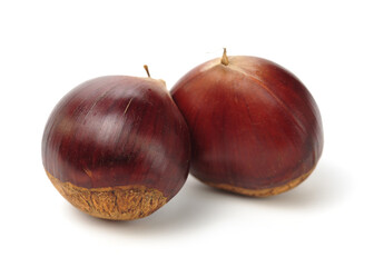 Chestnut on the white background