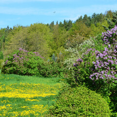 Vögel fliegen am blauen Himmel über Frühlingslandschaft mit lila blühendem Flieder