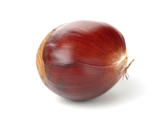 Chestnut on the white background