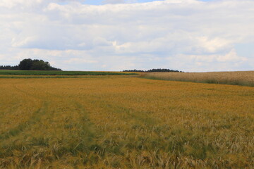 Obraz premium Getreidefeld Kornfeld Gerste Braugerste Acker Feld Anbau Landwirtschaft Bauer Getreide