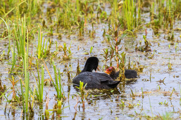 Coot swimming with a newborn chick
