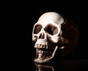 Artificial human skull on black background.