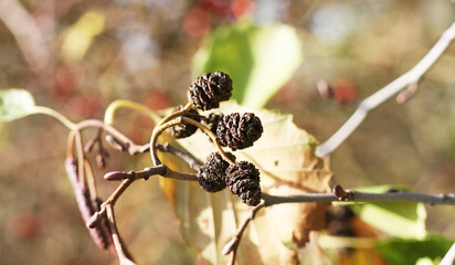 Früchte der Schwarzerle und ihre Fruchtstände