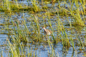 Walking Wood Sandpiper in a mudflats with grass straws